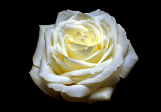 Картинка цветы розы роза