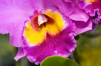 Картинка цветы орхидеи орхидея