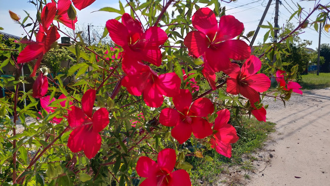 Обои картинки фото цветы, гибискусы, гибискус