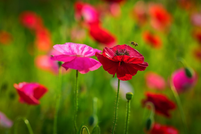 Обои картинки фото цветы, маки