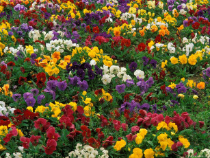 Картинка цветы анютины глазки садовые фиалки