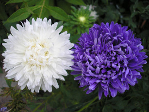 Картинка цветы астры