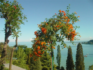 Картинка цветы кампсис текома