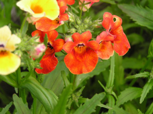 Картинка цветы лантана вербена