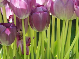Картинка цветы тюльпаны