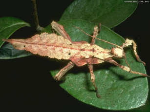 Картинка животные насекомые