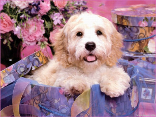 Картинка животные собаки