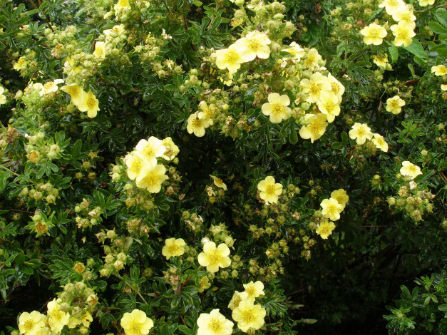 Обои картинки фото цветы