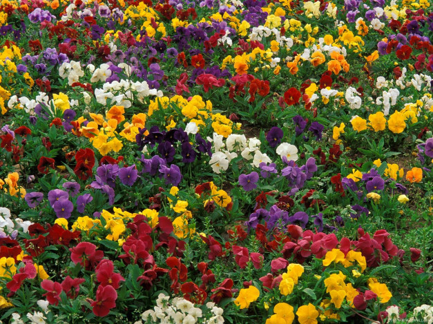 Обои картинки фото цветы, анютины, глазки, садовые, фиалки