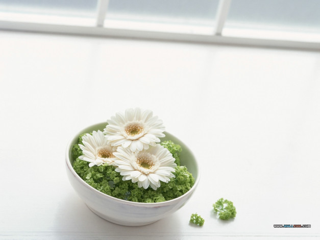 Обои картинки фото цветы, герберы