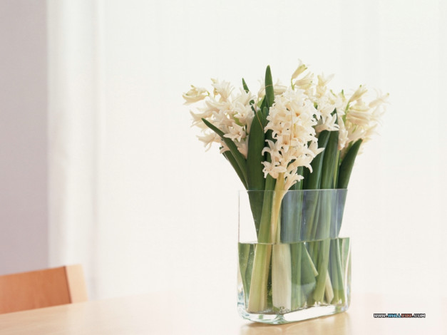 Обои картинки фото цветы, гиацинты