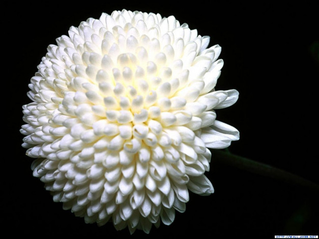 Обои картинки фото цветы, хризантемы