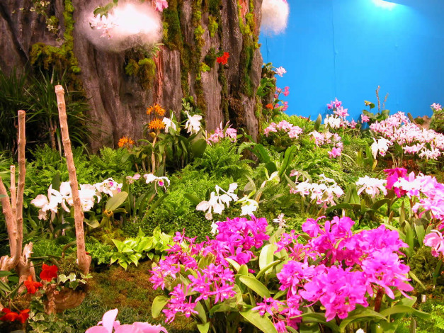 Обои картинки фото цветы, орхидеи