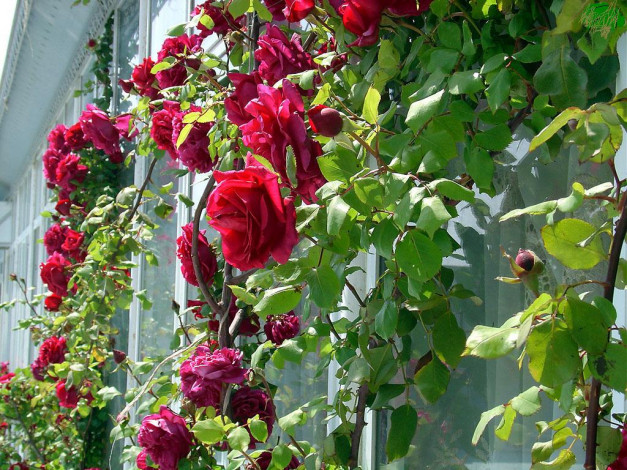 Обои картинки фото цветы, розы