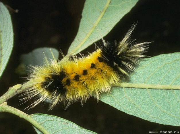 Обои картинки фото животные, гусеницы