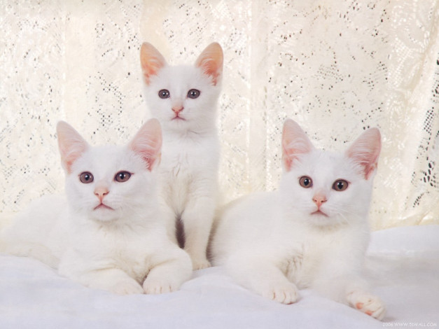 Обои картинки фото животные, коты