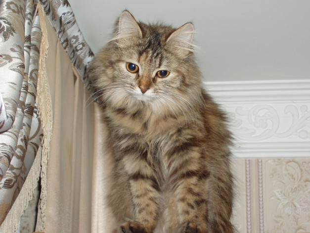 Обои картинки фото животные, коты