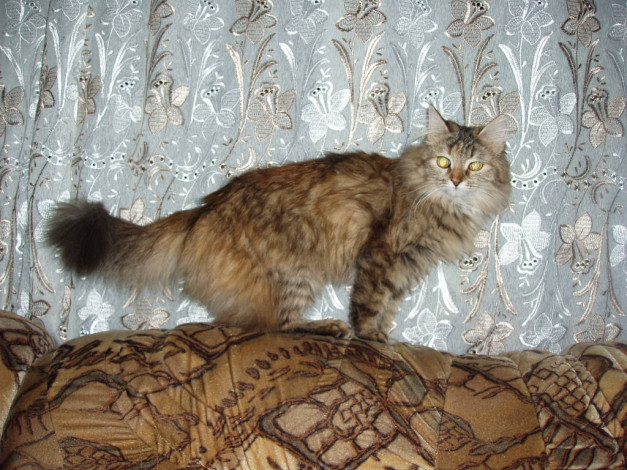 Обои картинки фото животные, коты