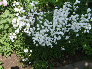 Картинка цветы колокольчики