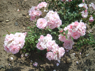 Картинка цветы розы