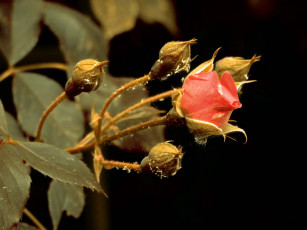 Картинка ma& 322 r& 243 380 yczka цветы розы