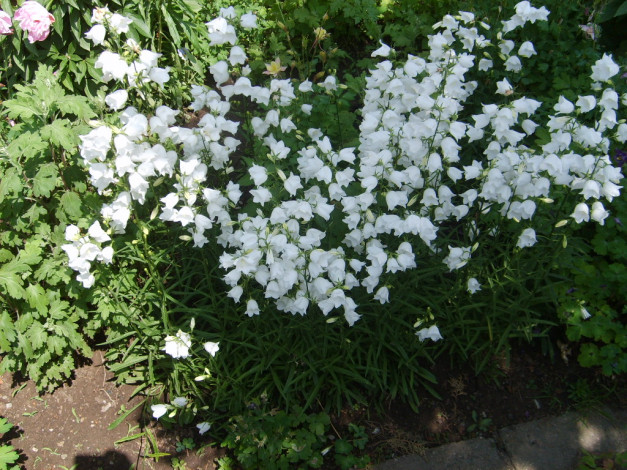 Обои картинки фото цветы, колокольчики