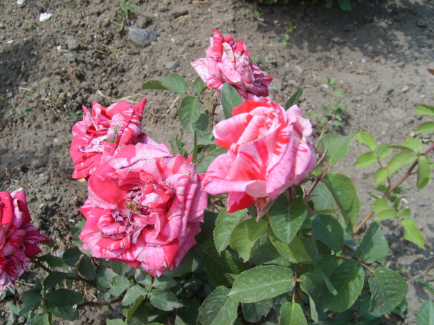 Обои картинки фото цветы, розы