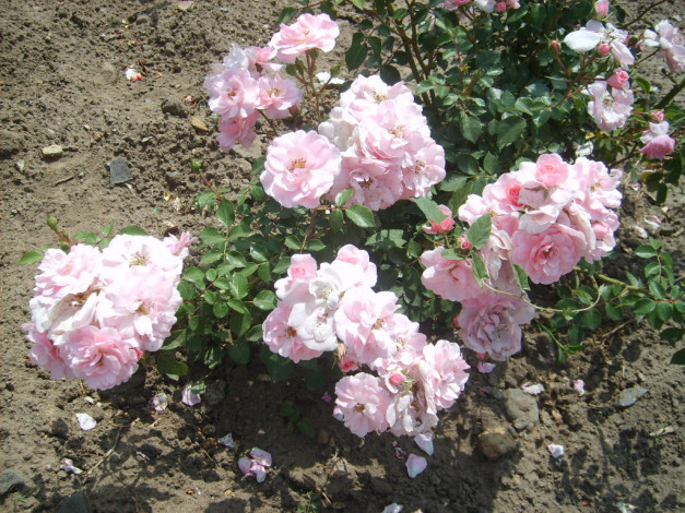 Обои картинки фото цветы, розы