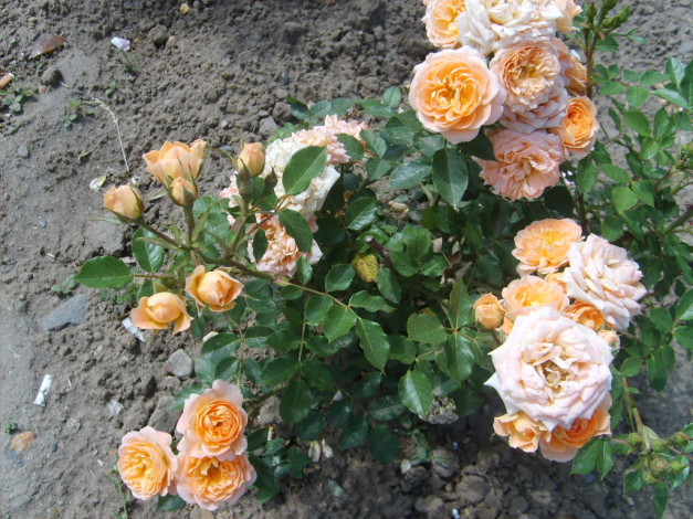 Обои картинки фото цветы, розы