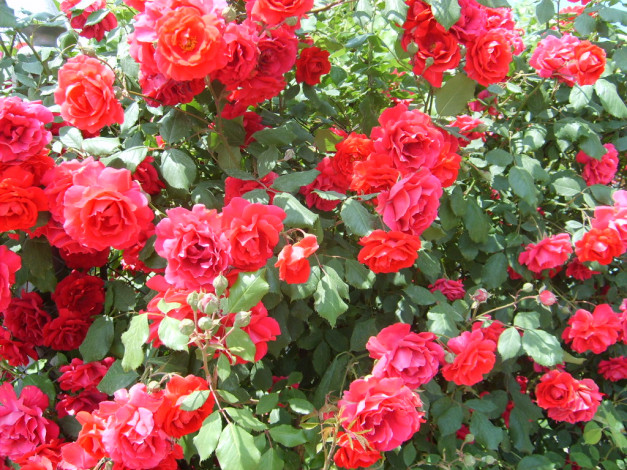 Обои картинки фото цветы, розы