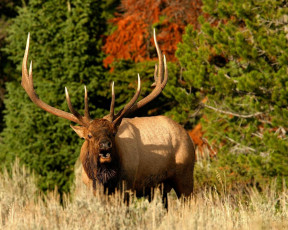 Картинка животные олени