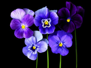 Картинка цветы анютины глазки садовые фиалки