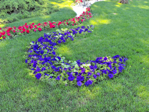 Картинка цветы петунии калибрахоа