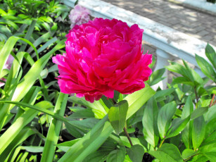 обоя цветы, пионы