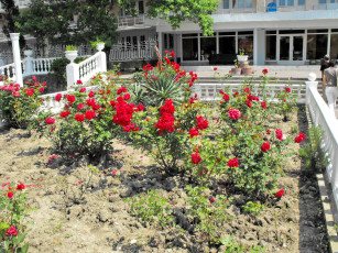 Картинка цветы розы