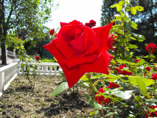 Картинка цветы розы