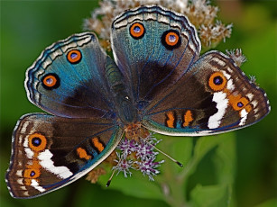 Картинка животные бабочки