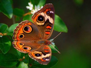 Картинка животные бабочки