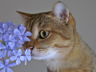 Картинка животные коты