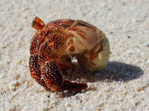 Картинка животные крабы раки