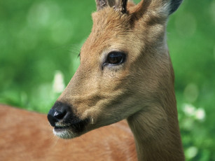 Картинка животные олени