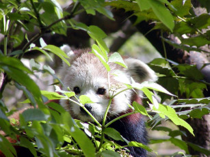 Картинка животные панды