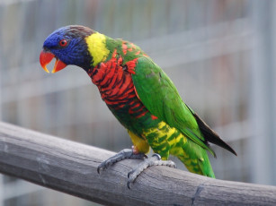 Картинка животные попугаи