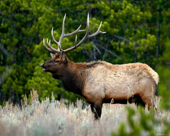 Обои картинки фото животные, олени