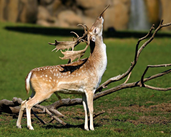 Обои картинки фото животные, олени