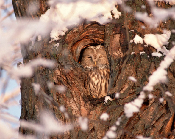 Обои картинки фото животные, совы