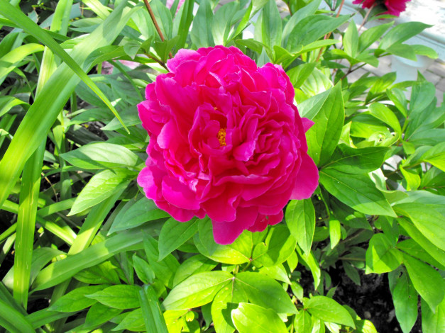 Обои картинки фото цветы, пионы