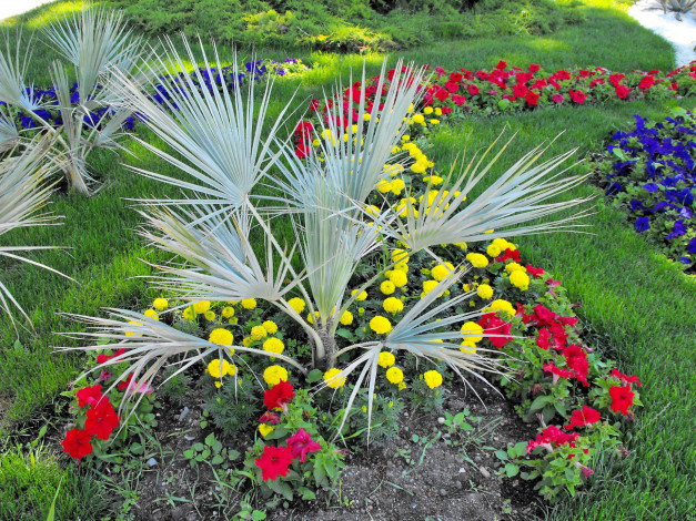 Обои картинки фото цветы, разные, вместе