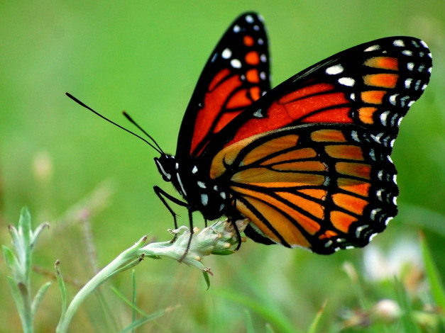 Обои картинки фото животные, бабочки