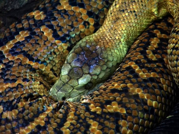 Обои картинки фото животные, змеи, питоны, кобры
